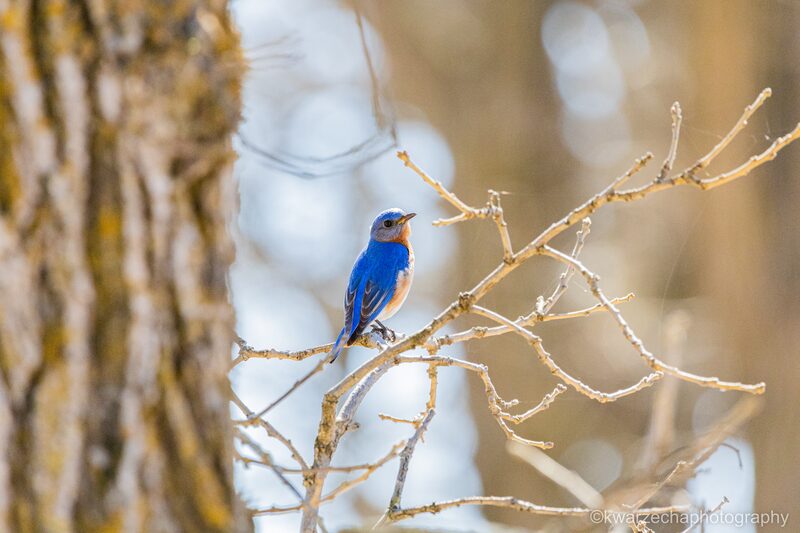 Bluebird on Branch